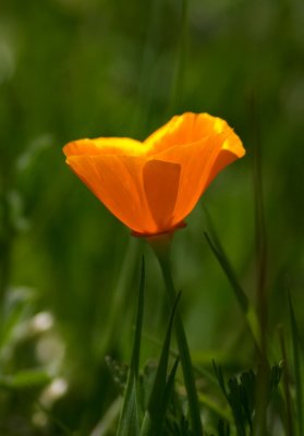 California Poppy
