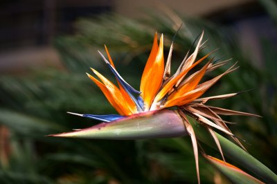 Bird of Paradise flower