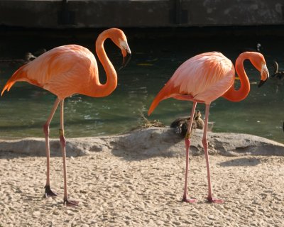 San Diego Zoo
