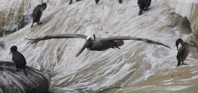 Pelicans at La Jolla