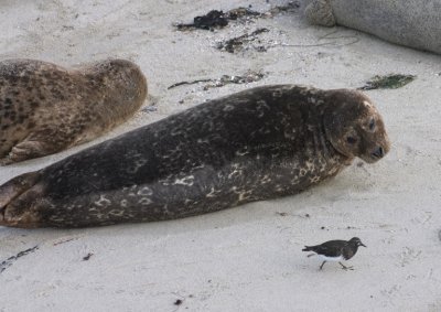 Seals at La Jolla