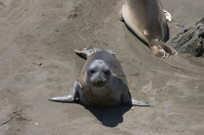 Seals in Big Sur