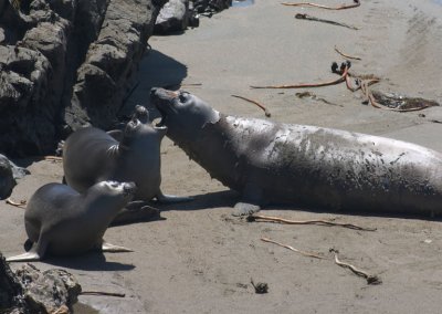 Seals in Big Sur