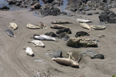 Seals in Big Sur
