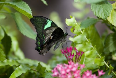 IMG_3777.jpg