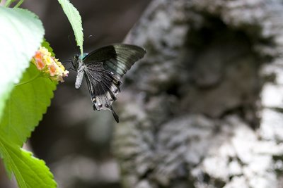 IMG_7695.jpg