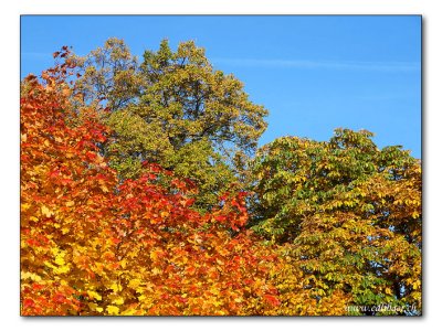 Herbstlaub / autumn foliage