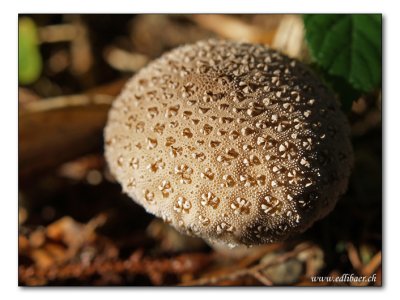 mushroom / Pilz