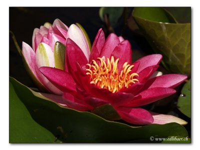 water lily / Seerose (Nymphaea)