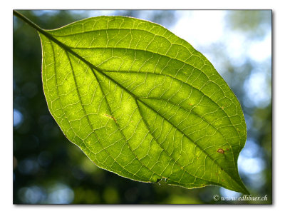 leaf / Blatt