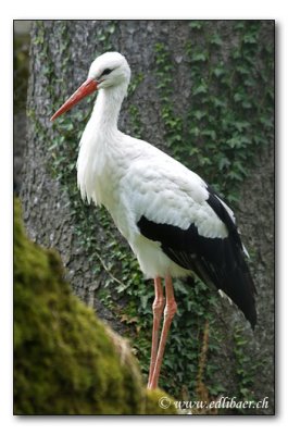 Storch / stork / Ciconiidae