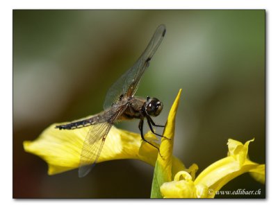 Schwebefliege / Hoverfly