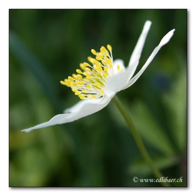 Buschwindroeschen / anemone