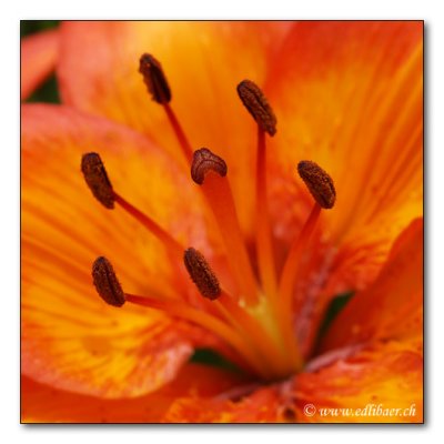 Feuer-Lilie / tiger lily / Lilium bulbiferum