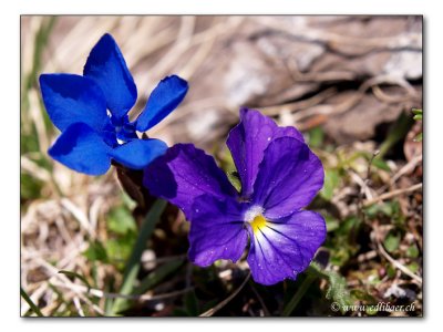 Gentiana / Viola calcarata
