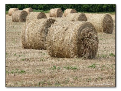 Heuballen / round hay bales