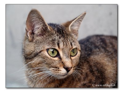 Hauskatze / domestic cat / Felis silvestris forma catus