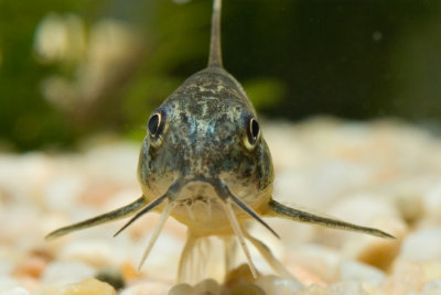 pepperedcatfish1.jpg
