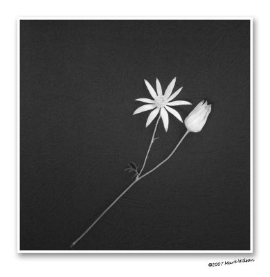 Flannel Flower - 1