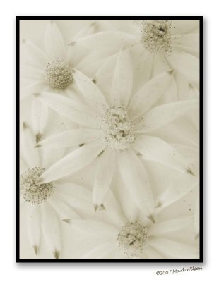 Flannel Flowers - 3