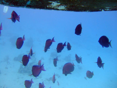 100_1554.JPG