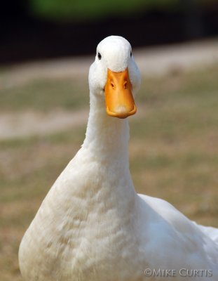 AFLAC!!!