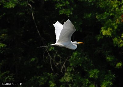 Great White Egret