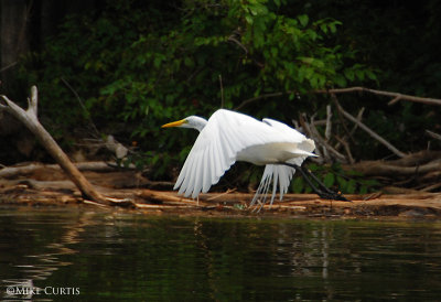 Great White Egret