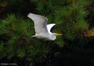 Great White Egret