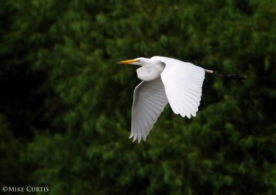 Great White Egret