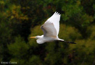 Great White Egret