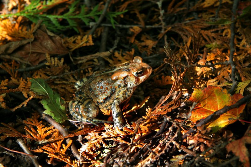 CRAPAUD DAMRIQUE / EASTERN AMERICAN TOAD