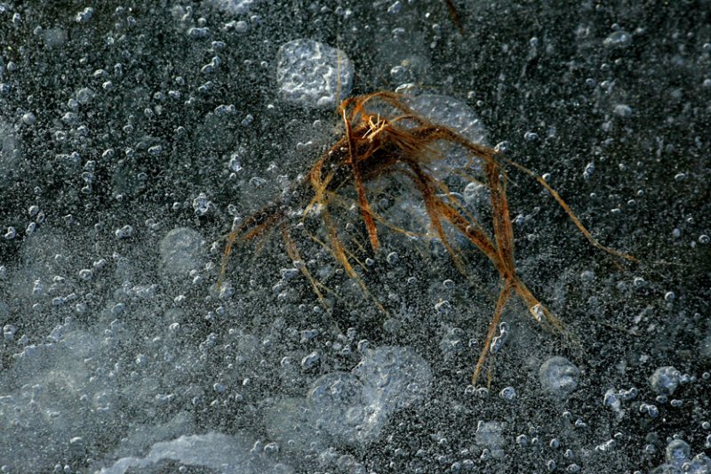 SHRIMP GRASS ON ICE