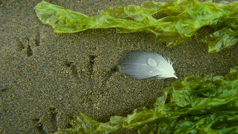 PIERRE JOLY PHOTOGRAPHE /  PiJoly.com / FocusNature.net