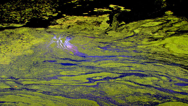 Pierre Joly PHOTOGRAPHE FocusNature