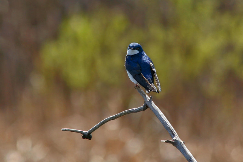 TREE SWALLOW / HIRONDELLE BICOLORE