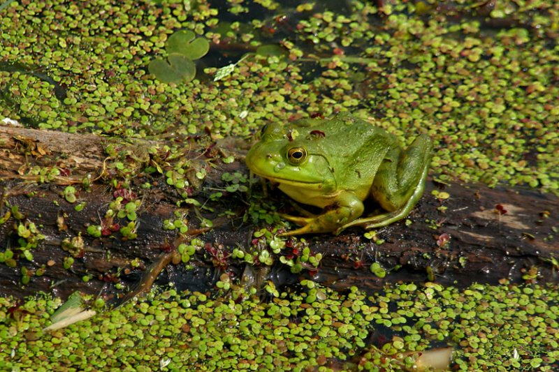 OUAOUARON / BULLFROG