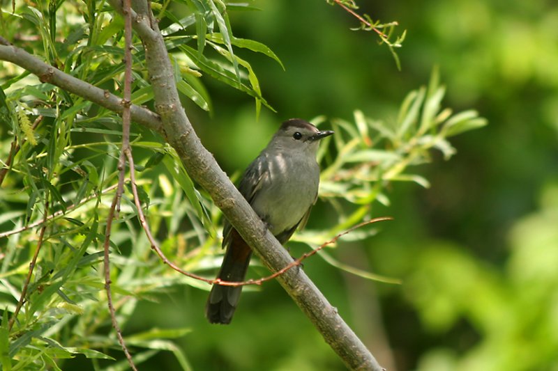 MOQUEUR CHAT / GRAY CATBIRD