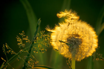 BOUQUET DE LUMIRE du FLORION D'OR