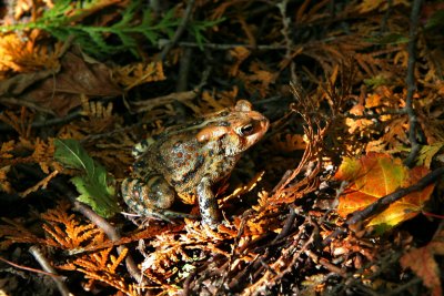 CRAPAUD D'AMRIQUE / EASTERN AMERICAN TOAD