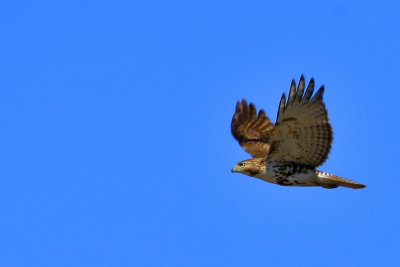 BUSE  QUEUE ROUSSE / RED TAILDED HAWK