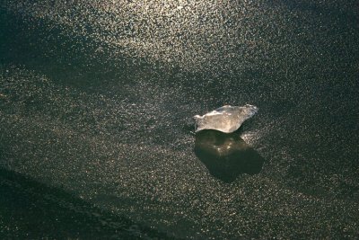 FROZEN SEAL ON DIAMONDS SHORE