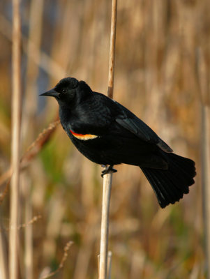 CAROUGE  PAULETTES (M.) / RED-WINGED BLACKBIRD
