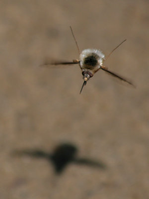 BOMBYLE DU CANADA ( MOUCHE )