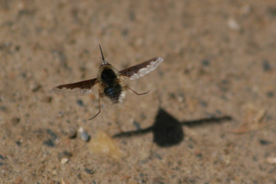 BOMBYLE DU CANADA ( MOUCHE BUTINEUSE )