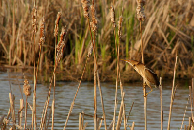 PETIT BLONGIOS / LEAST BITTERN