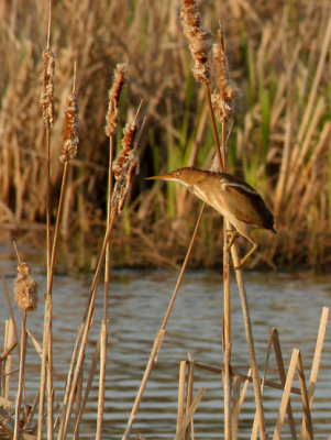 PETIT BLONGIOS / LEAST BITTERN