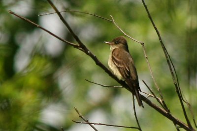 PIOUI DE LEST / EASTERN WOOD-PEWEE