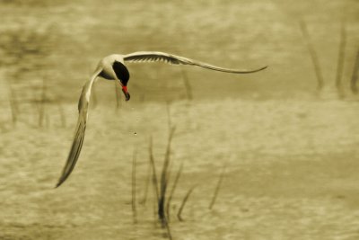 STERNE PIERREGARIN / COMMON TERN