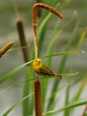 PARULINE JAUNE /  YELLOW WARBLER